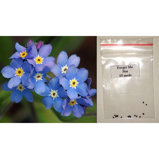 Me Not Flower Seeds Shopee Philippines