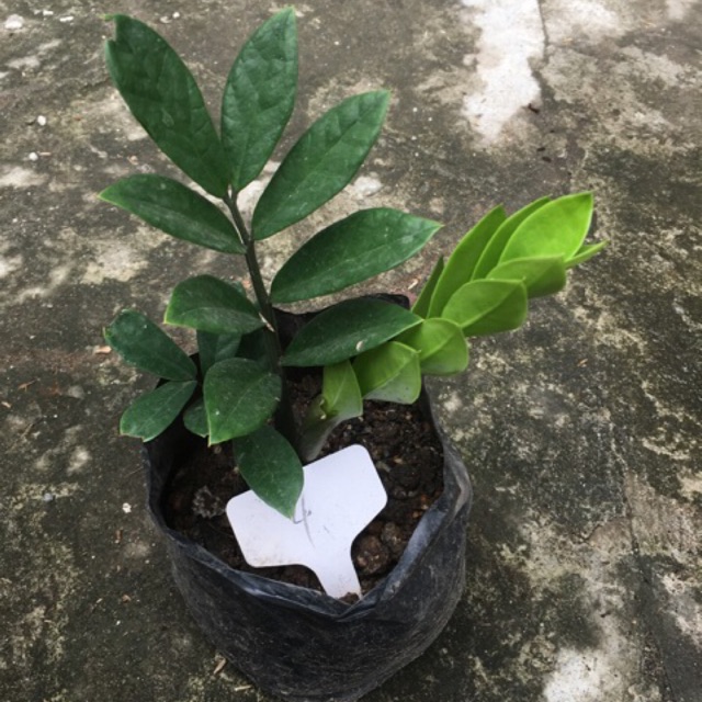 Small Zz Plant (zanzibar gem) Shopee Philippines