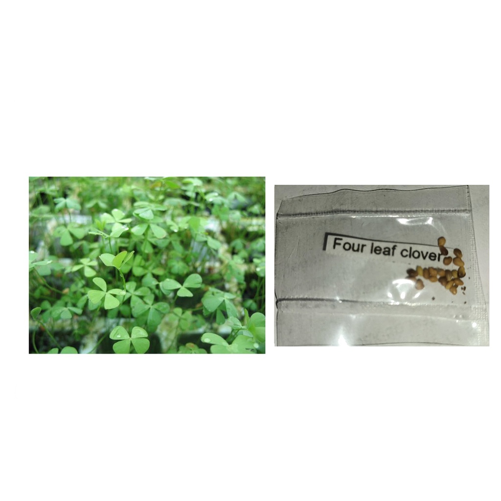 Four Leaf Clover Plant Seeds Shopee Philippines