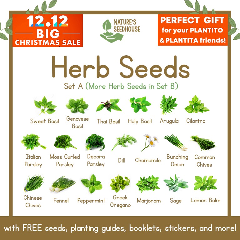 Herb Seeds Collection SET A ——— More Herbs Seeds in SET B Shopee