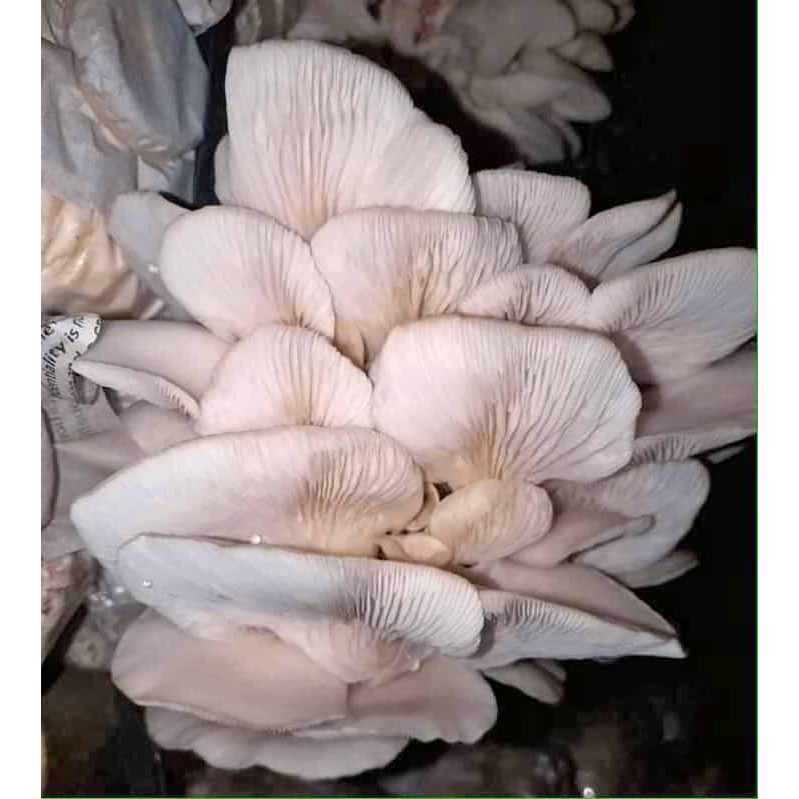 mushroom fruiting bag philippines