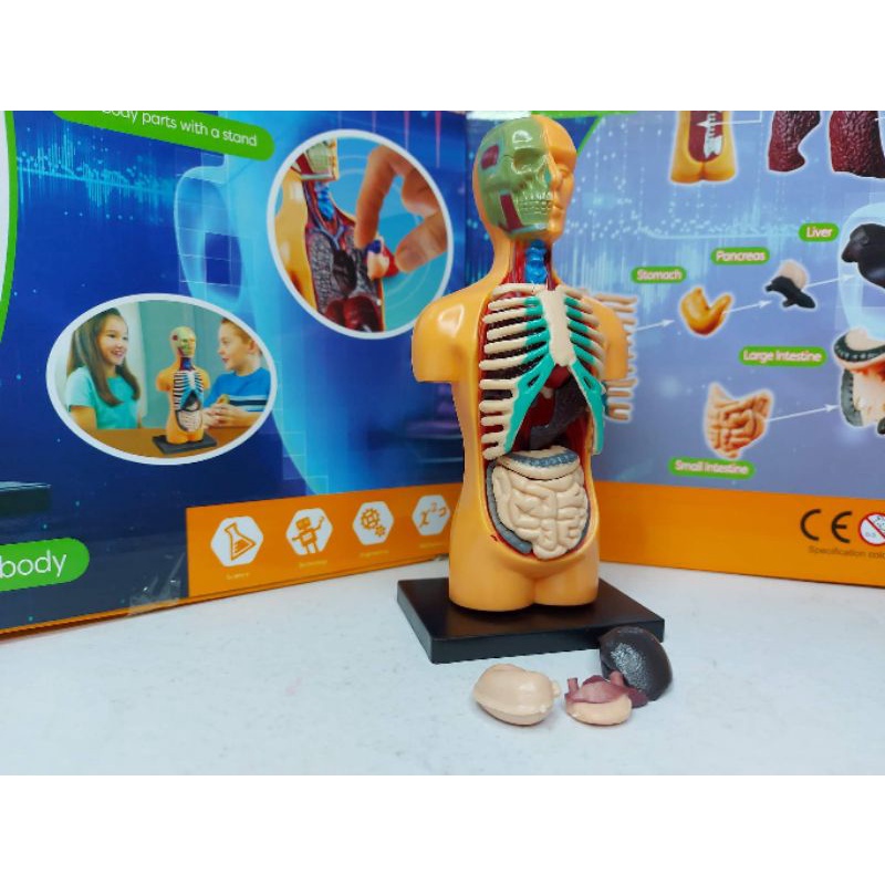 THE HUMAN BODY ANATOMY PRETEND PLAY TOY | Shopee Philippines