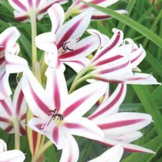 Amaryllis Lily and Crinum Bulb 5 Variety Lirio Orchid Plant 3 Size  available | Shopee Philippines