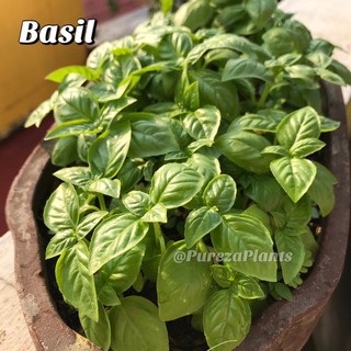 Basil Herb Live Plant with Soil Well Rooted (COD) #2