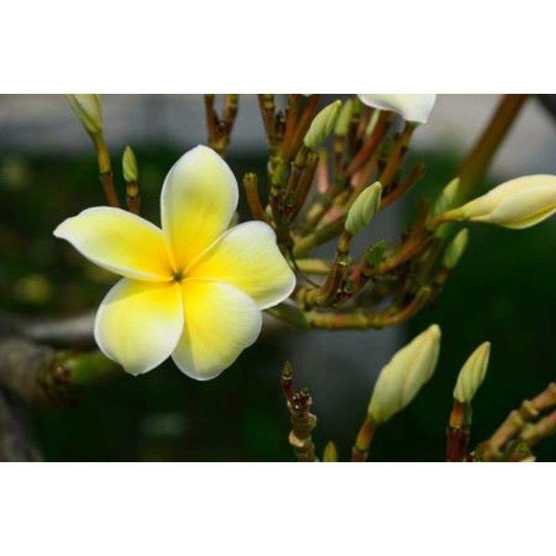 Hawaiian Giant Calachuchi Yellow Cuttings | Shopee Philippines