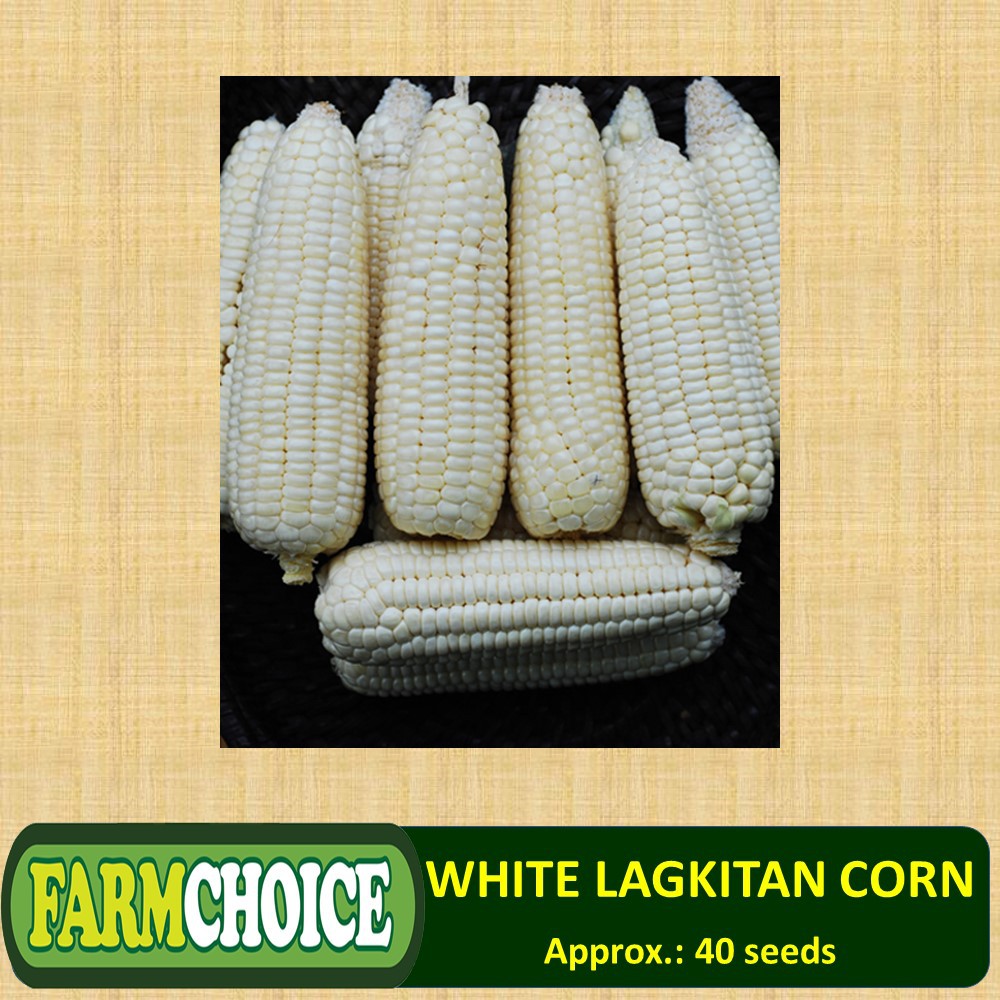 WHITE LAGKITAN CORN (40 seeds) Waxy Corn Shopee Philippines