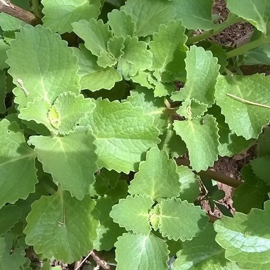 Oregano Plant
