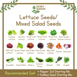 Lettuce Seeds Collection / Mixed Salad Seeds Collection