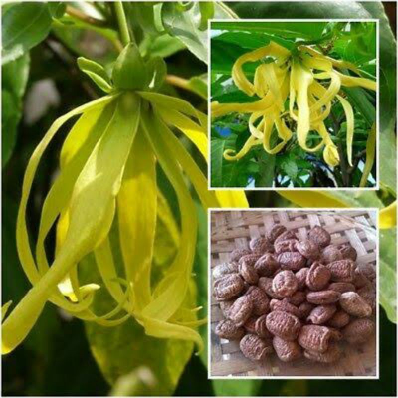 Ylangylang Tree seeds Shopee Philippines