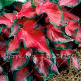 Sale 30 Pcs Caladium Indoor Plants Seeds Florida Caladium Bicolor Seeds Bonsai Colocasia Plant Rare  #6
