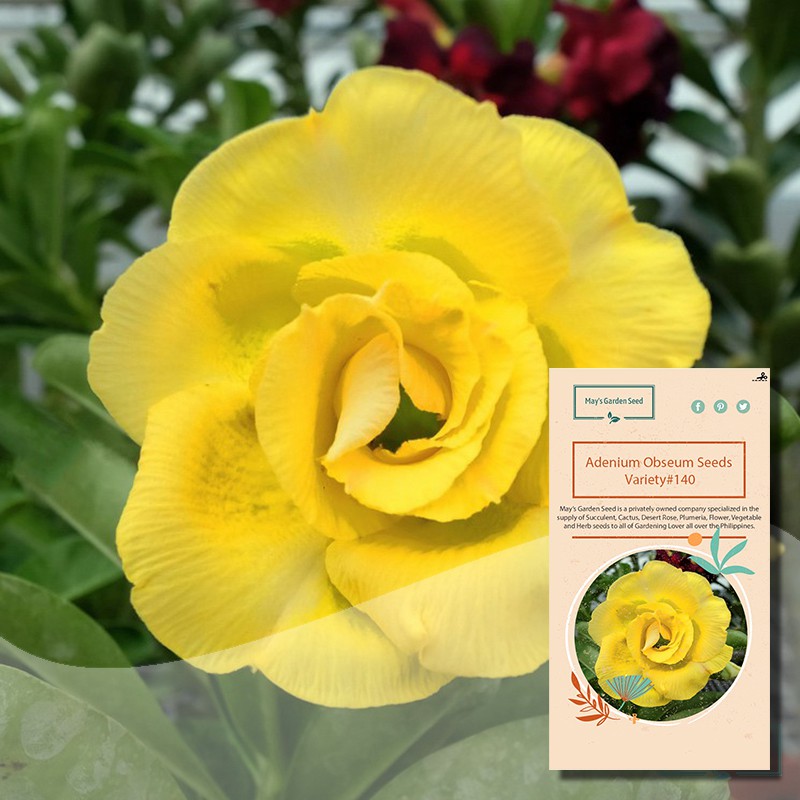 Multi Petals Deep Yellow Desert Rose Seeds,Adenium Obesum Seeds