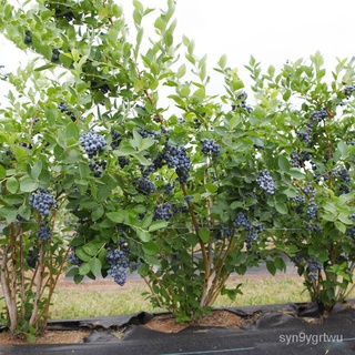 Delivery with Flower Bag Blueberry Seedlings Pot Field Cultivation Fruit Seedlings Blueberry Seedlin #4
