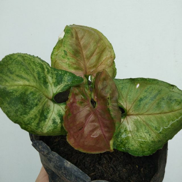 Syngonium Strawberry Ice Shopee Philippines