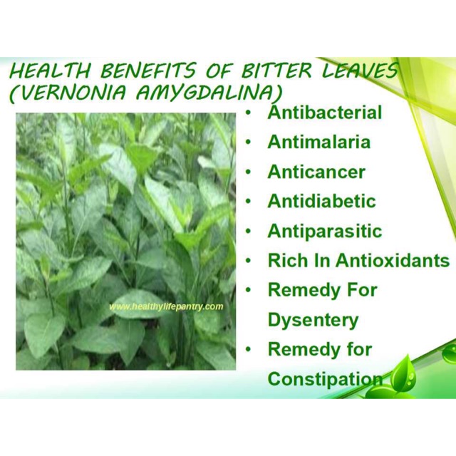 Afriacan leaves HEALTH BENEFITS OF African leavesDried BITTER LEAVES (VERNONIA AMYGDALINA