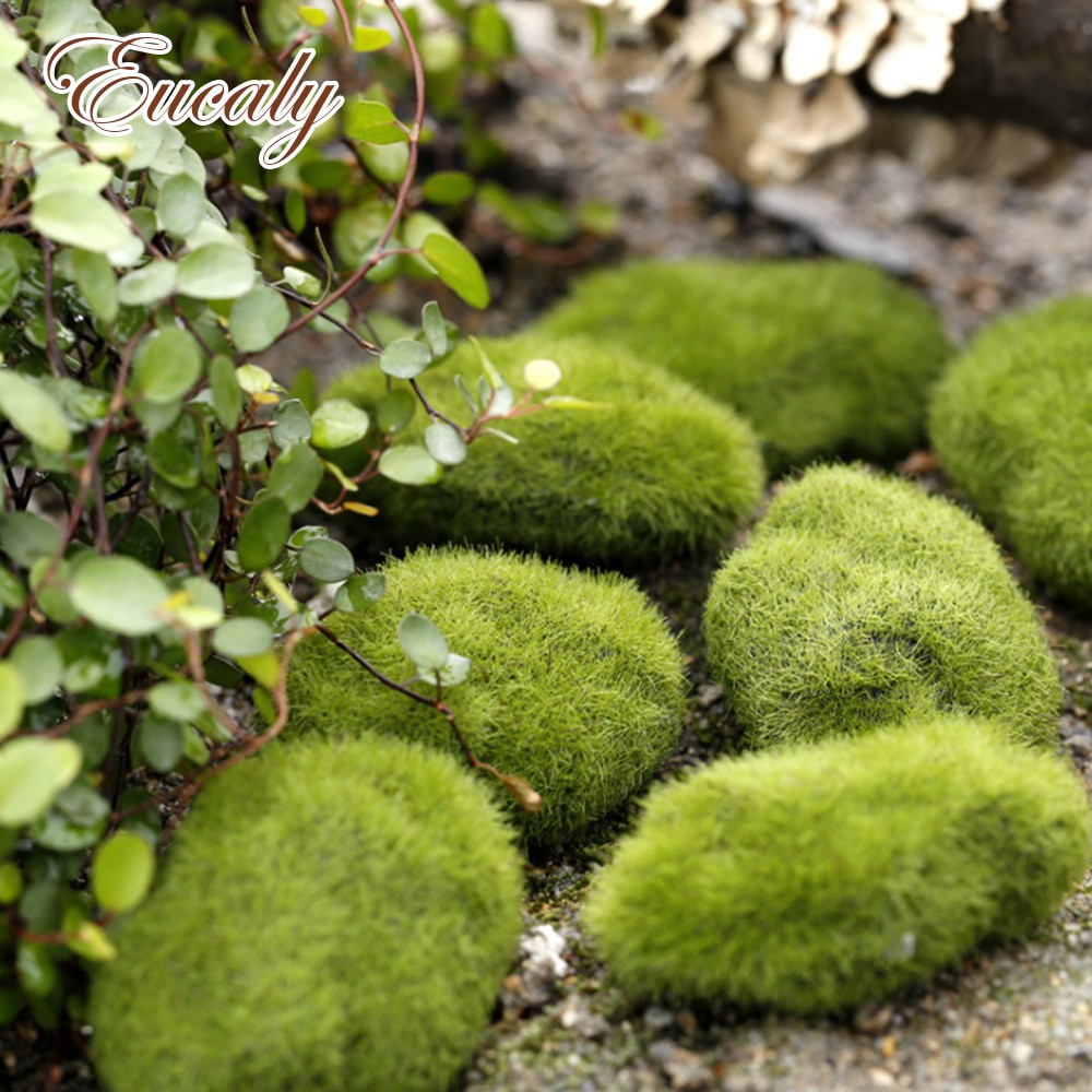 Moss Garden Bonsai Lawn Mini Mossy Fish Tank Dry Lichen Moss Micro Landscape 