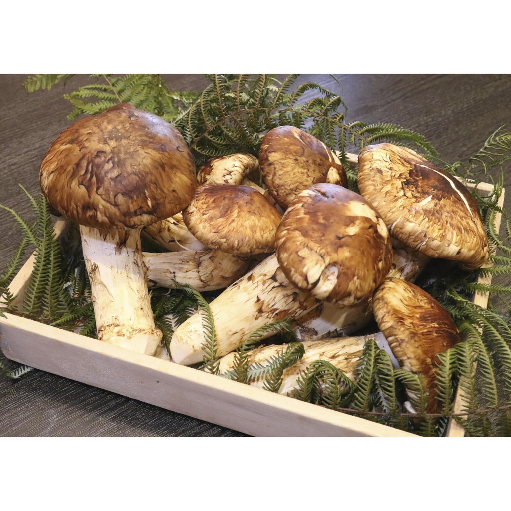 matsutake mushroom plant seeds edible Shopee Philippines
