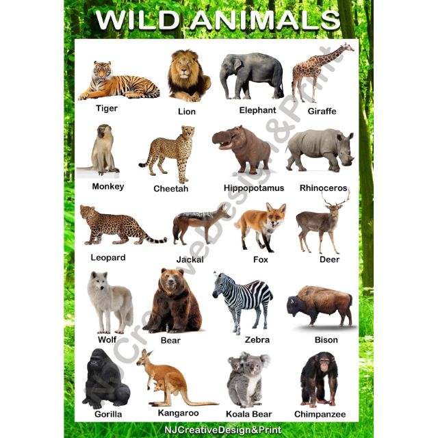 A4 Laminated Wild Animals Chart ❤️ | Shopee Philippines