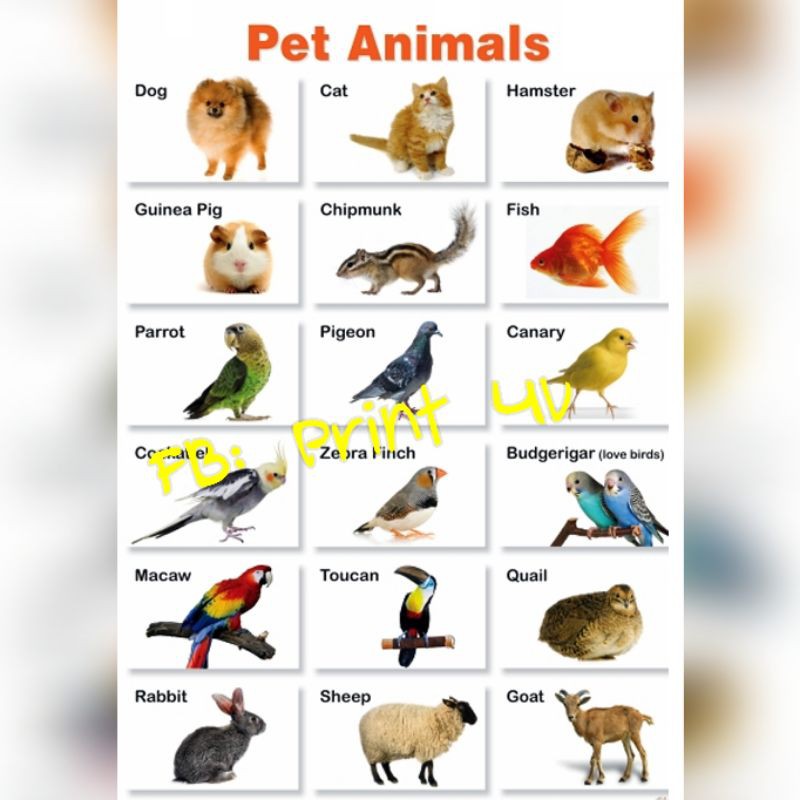 animals chart laminated for kids | Shopee Philippines
