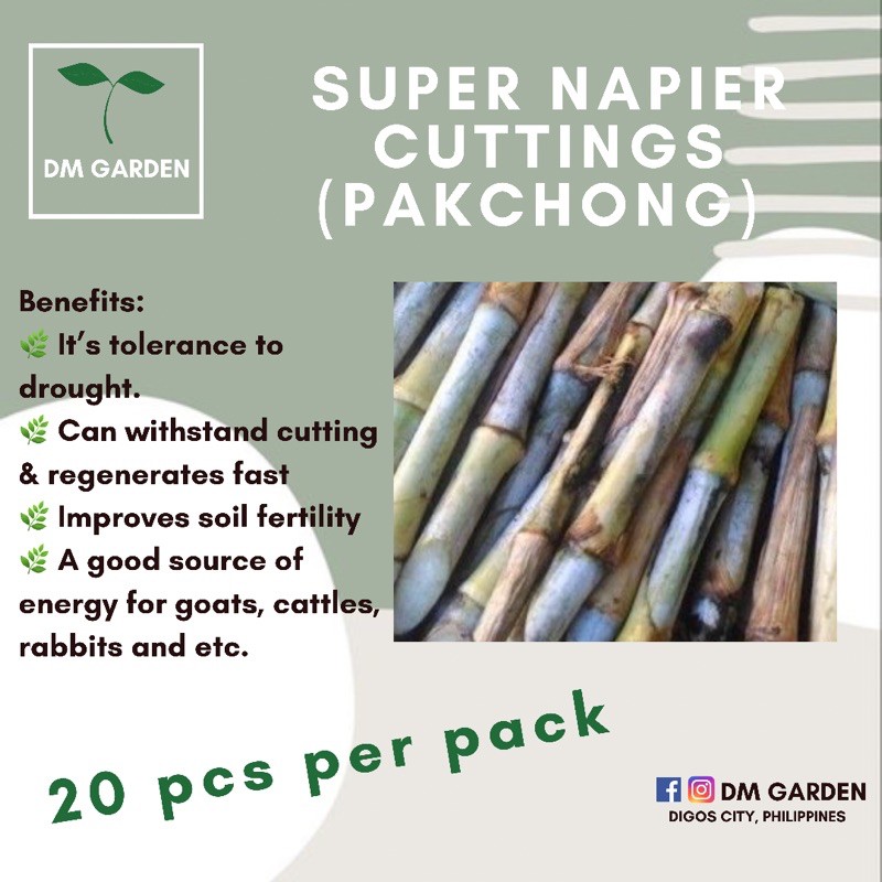 super-napier-pakchong-cuttings-20-pcs-shopee-philippines