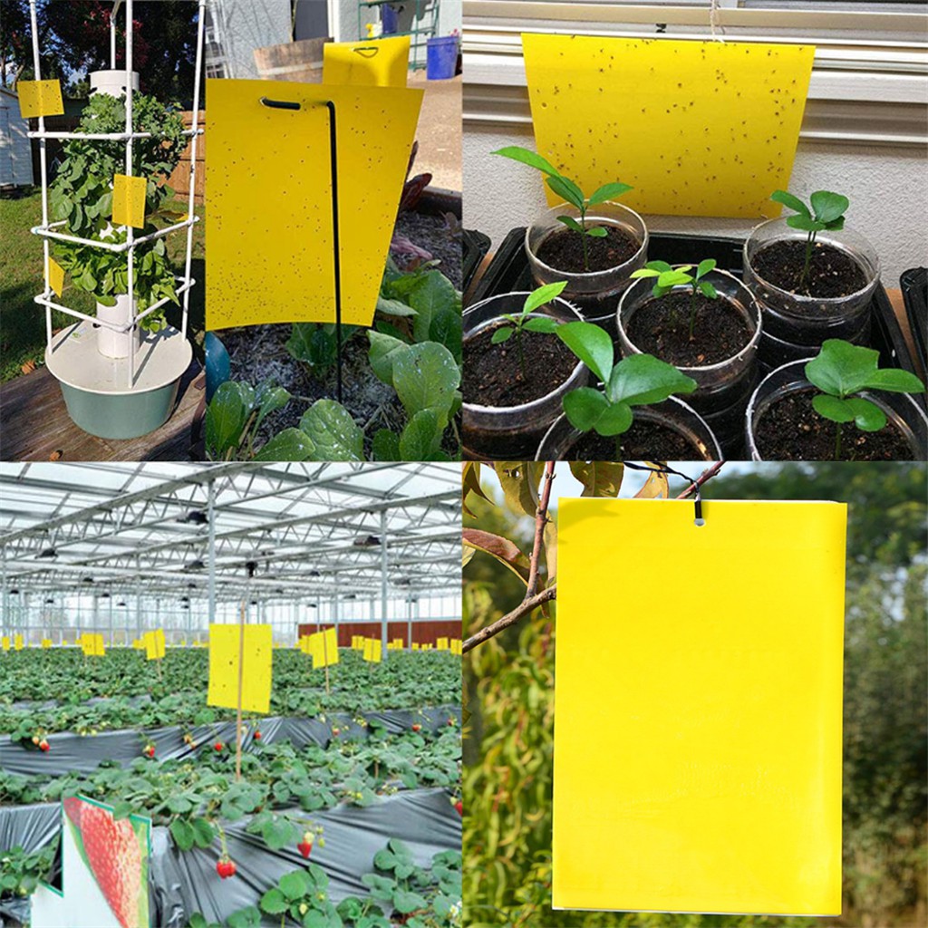 10/20/30DualSided Yellow Sticky Traps for Flying Plant
