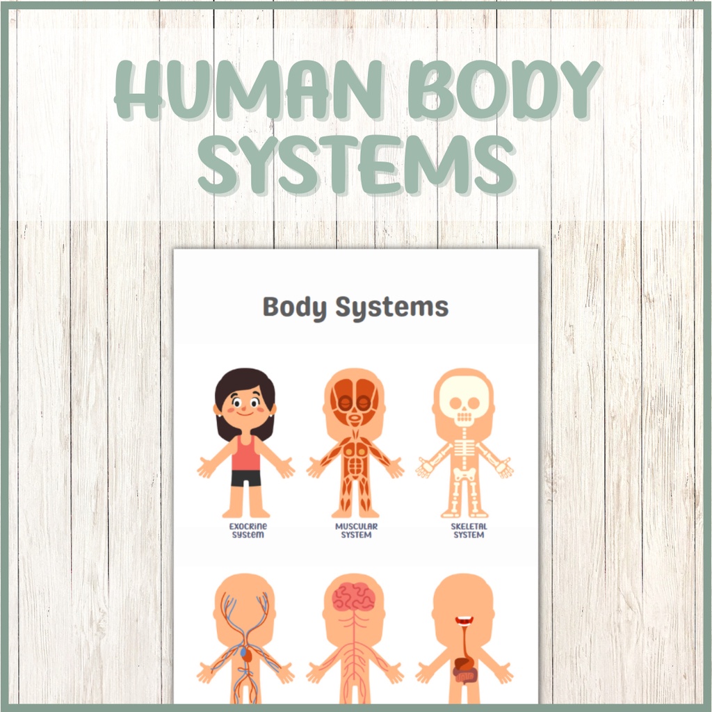 A4 A3 Body Systems Educational Chart Poster, Homeschool Learning