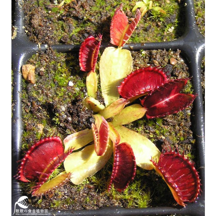 InsectEating PlantsCutting Teeth/Spot Dionaea Muscipula Rare Dionaea
