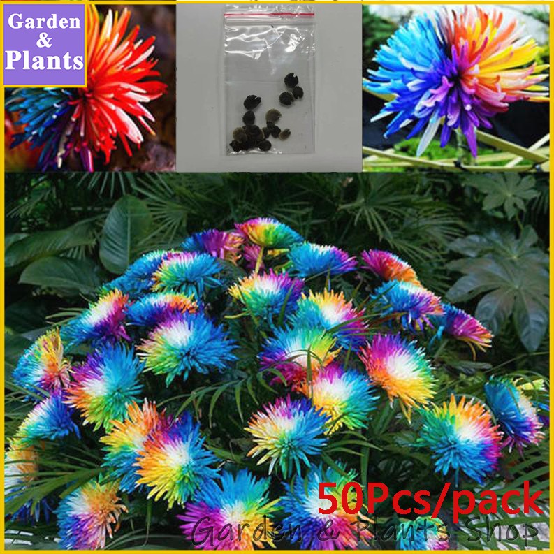 100PCS Chrysanthemum Rainbow Flower Seeds Decor Plant Bonsai House Garden Color 