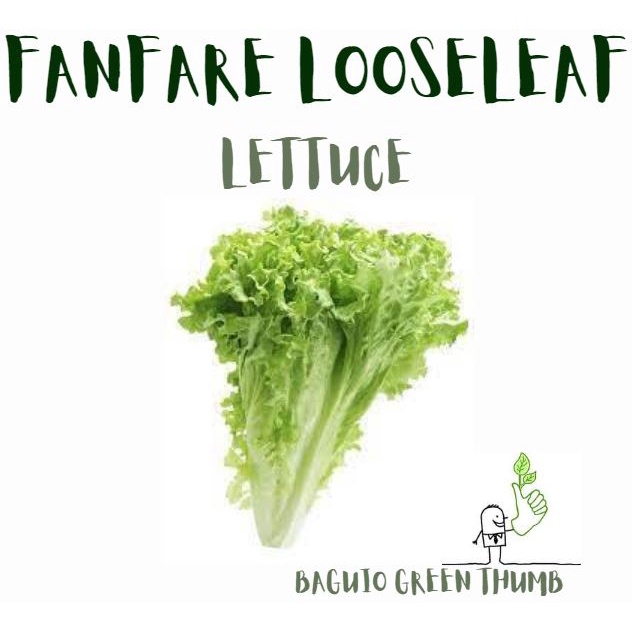LETTUCE Fanfare Loose Leaf (orig pack) Shopee Philippines