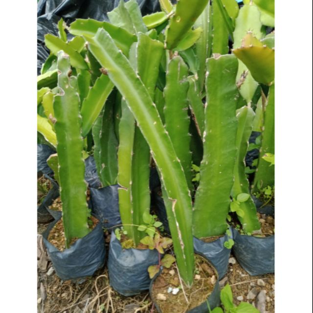 Dragon fruit cuttings, rooted, sold per piece, for fruiting purposes and can plant in a pot