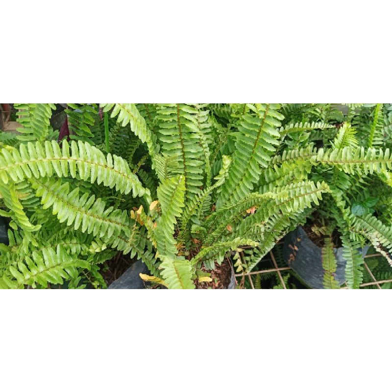 Nephrolepis exaltata Shopee Philippines