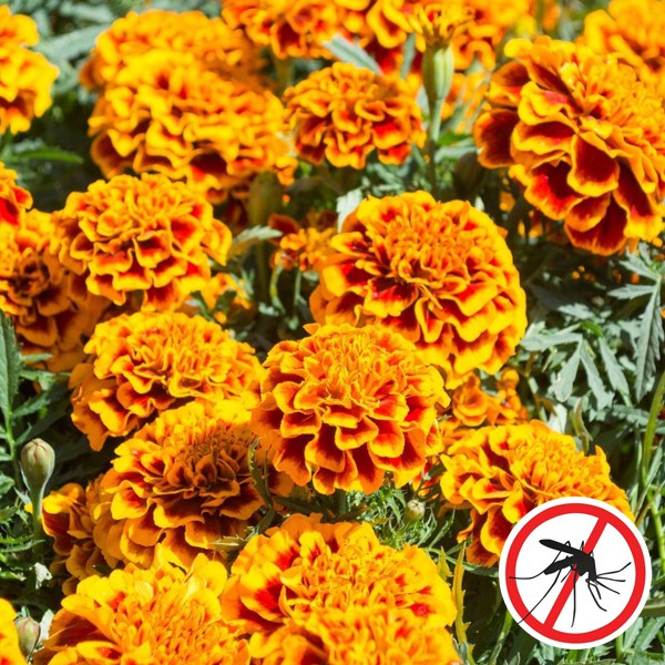 Marigold Seeds Sparky Mixed Colors Flower Seeds Shopee Philippines