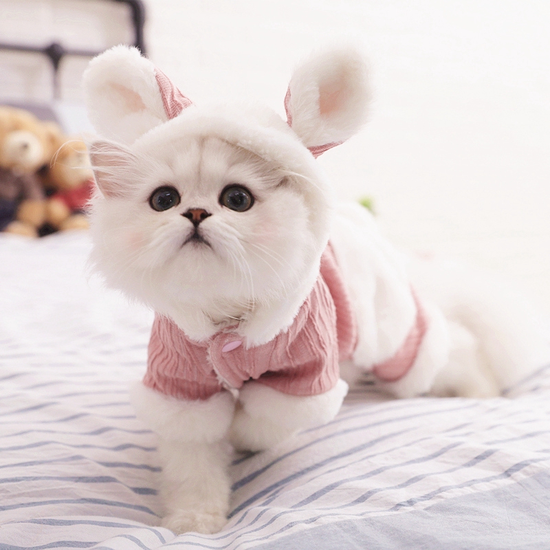 cute kitten clothes