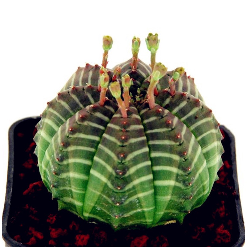 Hot Sell Succulent Plants 100 PcsPack Euphorbia Obesa Seeds, Very Rare Cactus Flower Seeds for Garde