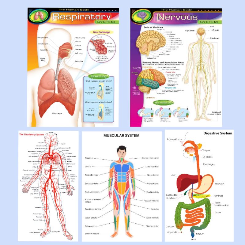 Laminated Educational Charts, Nervous System, Respiratory System ...