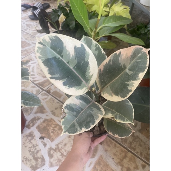 TINEKE RUBBER TREE FOR SALE Shopee Philippines