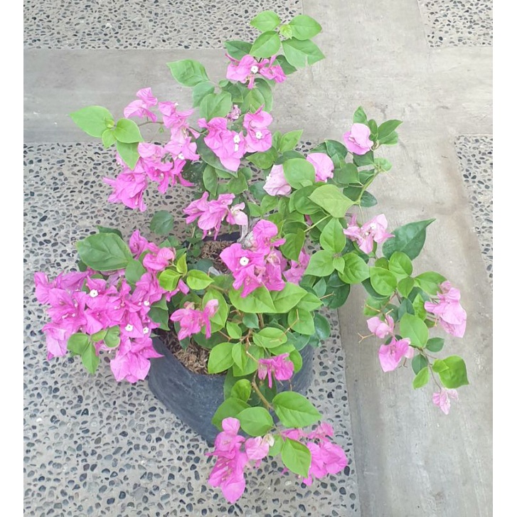 Bougainvillea Flowering Plants | Shopee Philippines