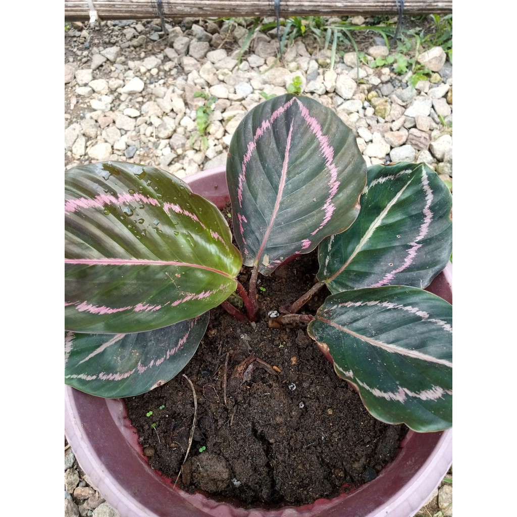  Calathea  Roseopicta Dottie Live Plant Rare  Calathea  