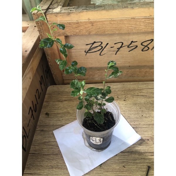 Tsaang Gubat Plant With Roots 1 Pc Shopee Philippines