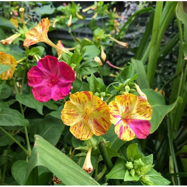 Four O Clock Marvel Of Peru Flower Plant Seeds Shopee Philippines