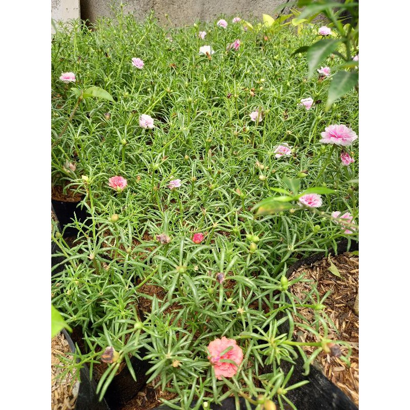 Vietnam Rose Alembong Or Portulaca Shopee Philippines