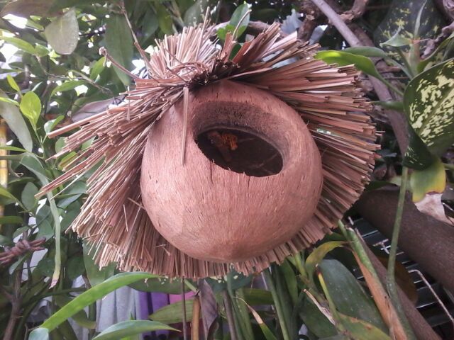 Cogon - coconut bird house for small bird ecofriendly unique design SMALL SIZE ONLY #3