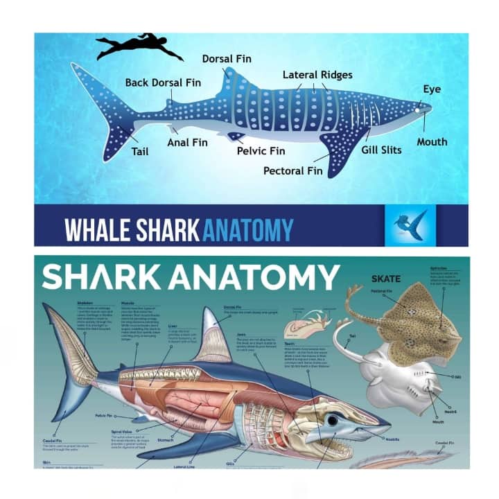 Shark Anatomy, Laminated Educational Charts and Diagrams for Kids and ...