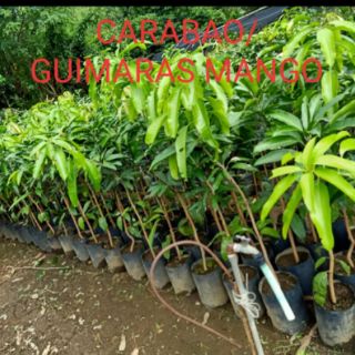 Fruit Bearing Avocado Trees For Sale - Fruit bearing trees for sale!!!! | Shopee Philippines : We did not find results for: