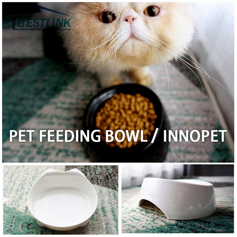 flat cat food dishes