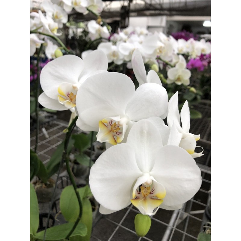 Descubra 100 kuva phalaenopsis chat Thptnganamst.edu.vn