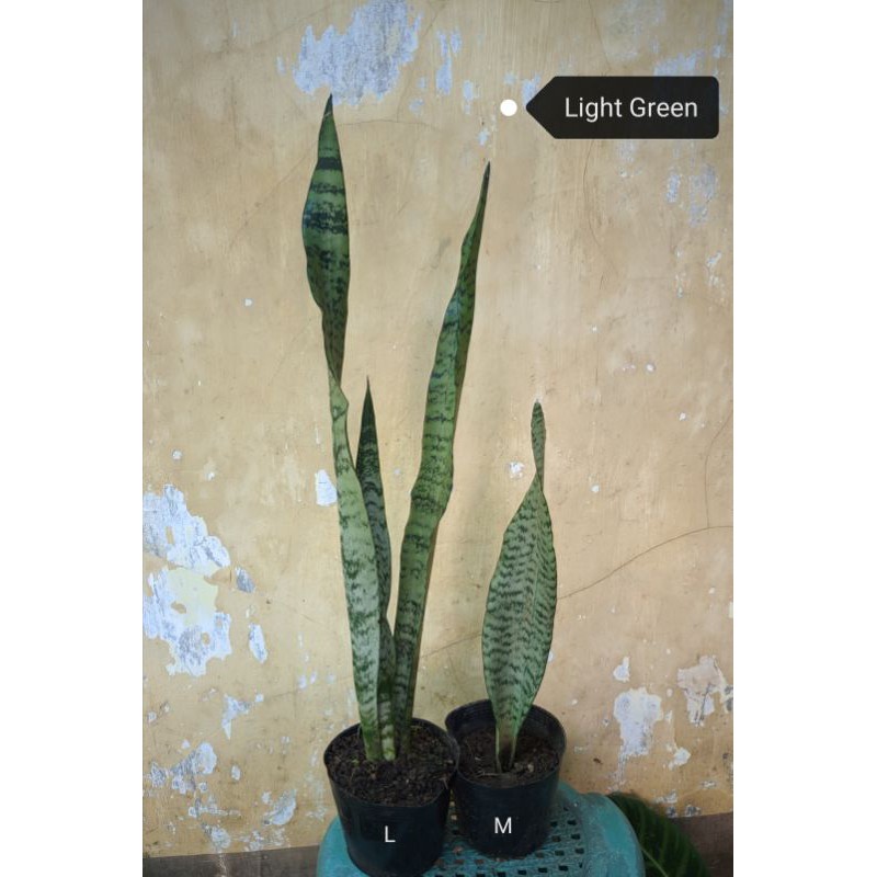 Varieties Of Sansevieria Snake Plant Shopee Philippines