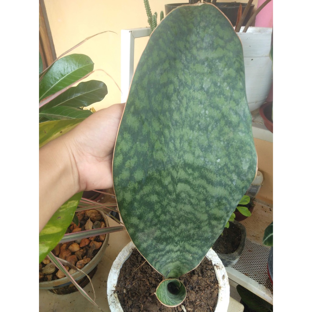 Whale Fin Snake Whalefin Indoor Live Plant Sansevieria Masoniana Shopee Philippines