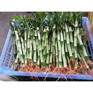 LUCKY BAMBOO (12 pesos each) 7-9 inches, ROOTED