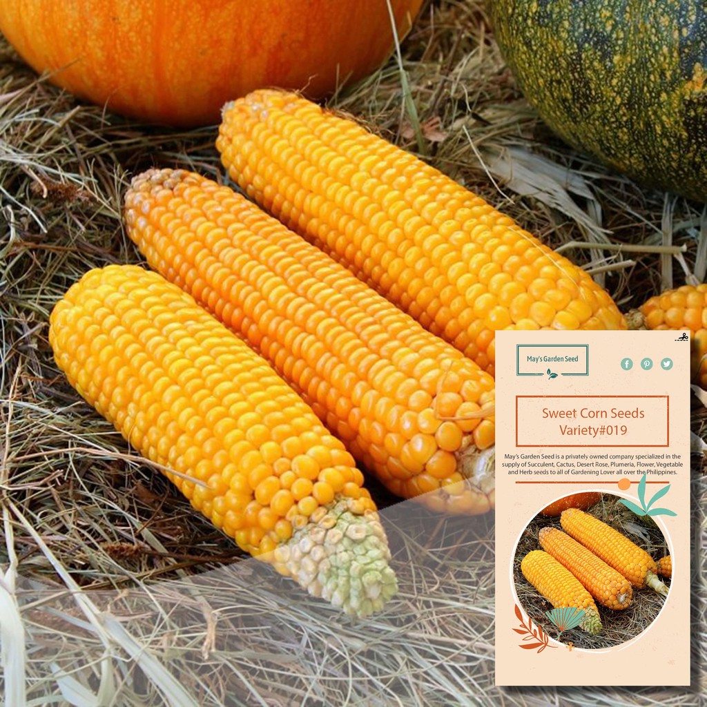 Sweet Corn Seeds, Vegetable Seeds019 Shopee Philippines