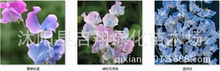 100pcs sweet pea seed, spring and autumn sowing indoor fragrant herb flower seeds #6